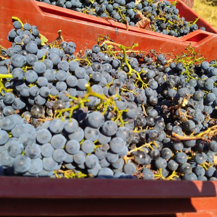 La Giribaldina Winery & Farmhouse Calamandrana Kültér fotó