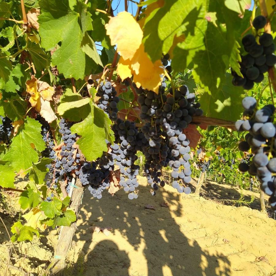 La Giribaldina Winery & Farmhouse Calamandrana Kültér fotó