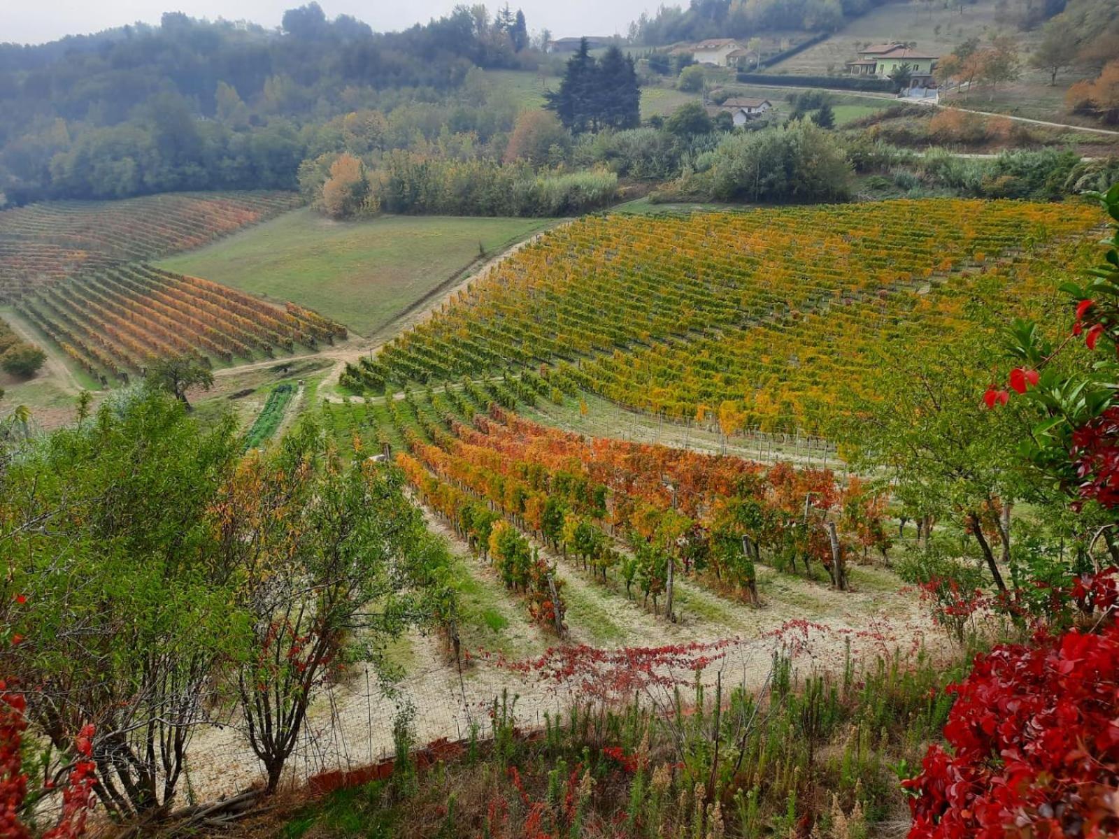 La Giribaldina Winery & Farmhouse Calamandrana Kültér fotó