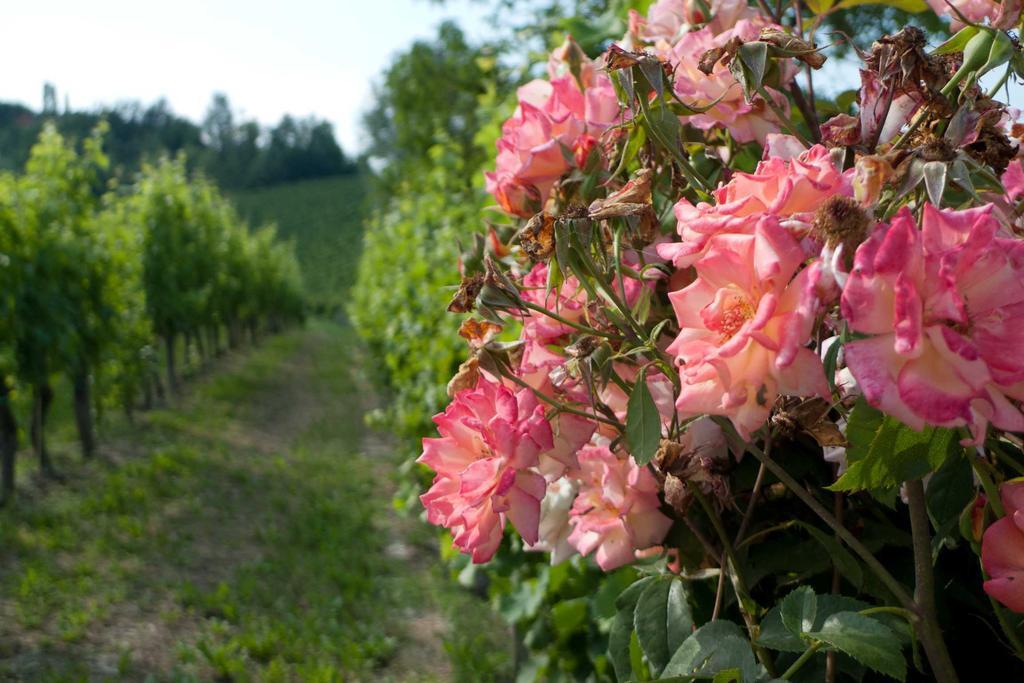 La Giribaldina Winery & Farmhouse Calamandrana Kültér fotó